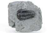 Calymene Niagarensis Trilobite Fossil - New York #269928-1